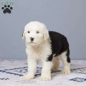 Cheyenne, Old English Sheepdog Puppy